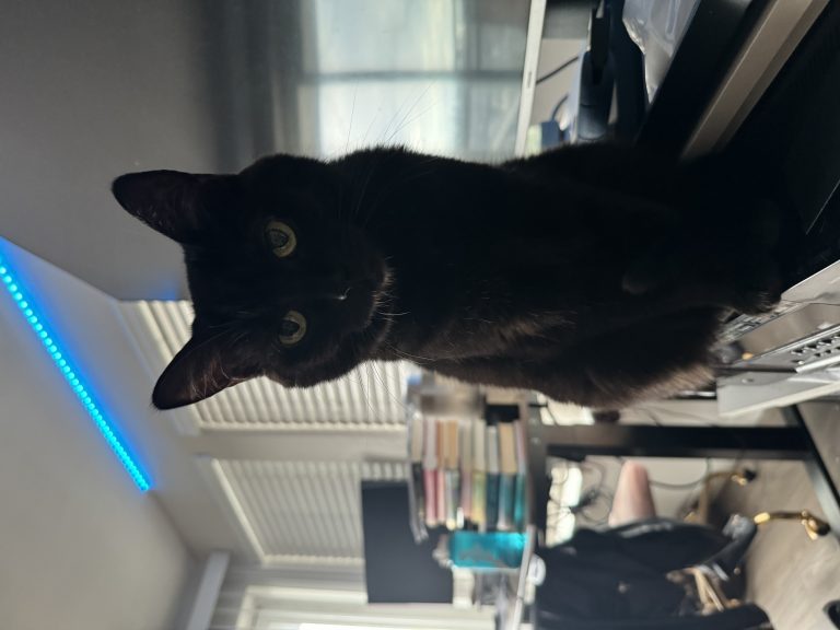 Beans, lost cat, Black