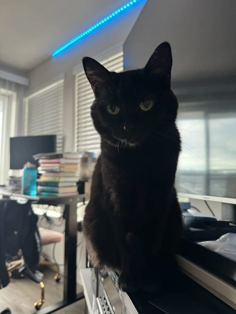 Beans, lost cat, Black