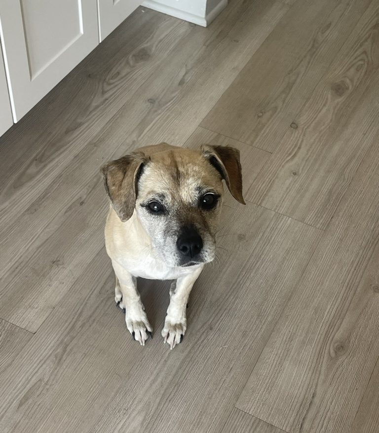 Dickens, lost dog, Mixed