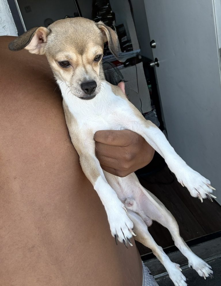 Rocky, lost dog, Chihuahua mix