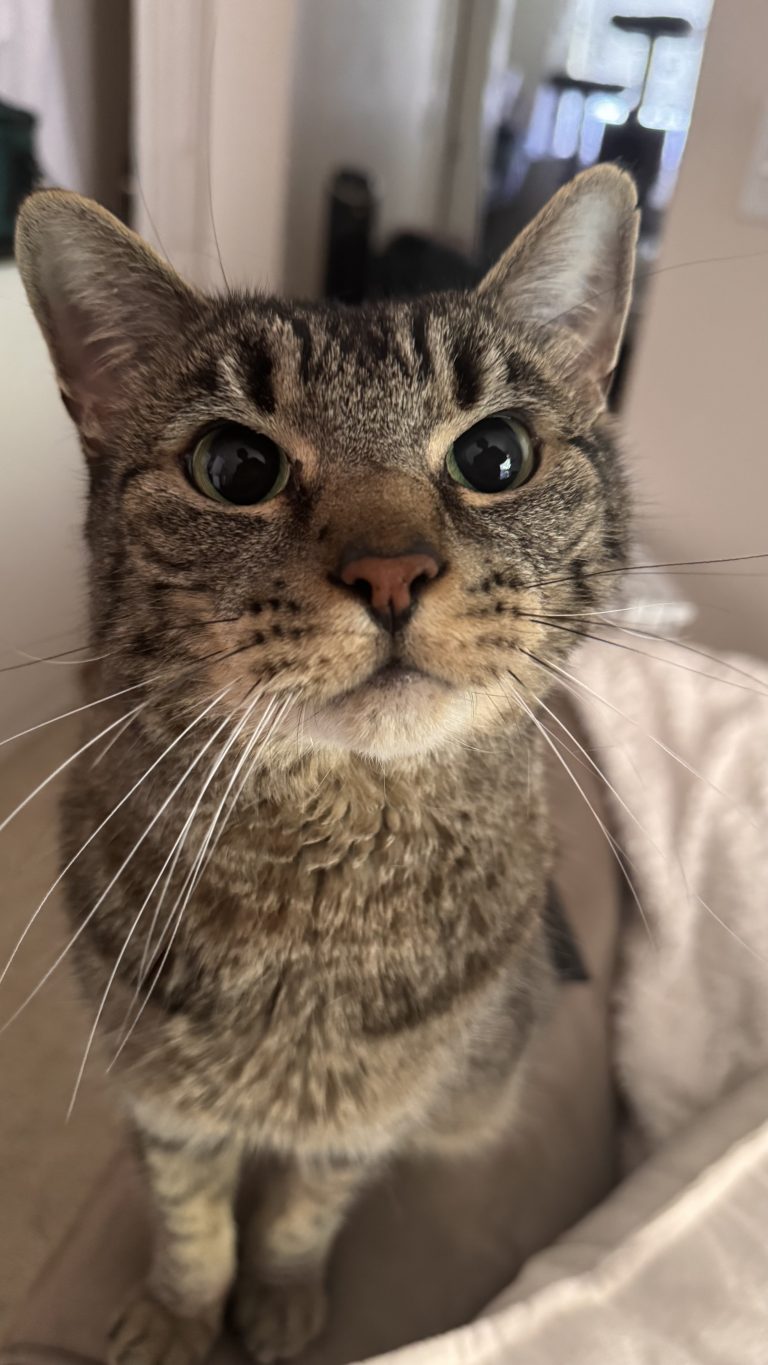 Milo, lost cat, American short hair tabby