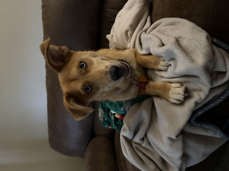 Sandy, lost dog, Cyber husky mixed with corgi