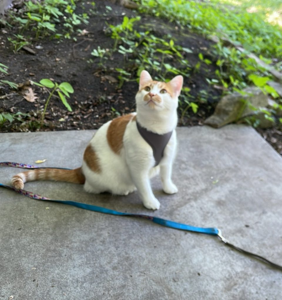 Stache, lost cat, Domestic Shothair