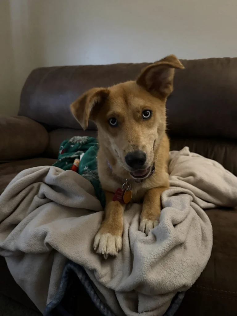 Sandy, lost dog, Cyber husky mixed with corgi