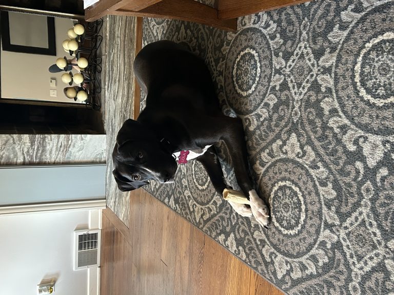 Lola, lost dog, Great Dane Mix