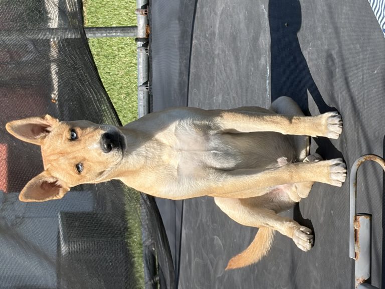 Apollo, lost dog, Mutt