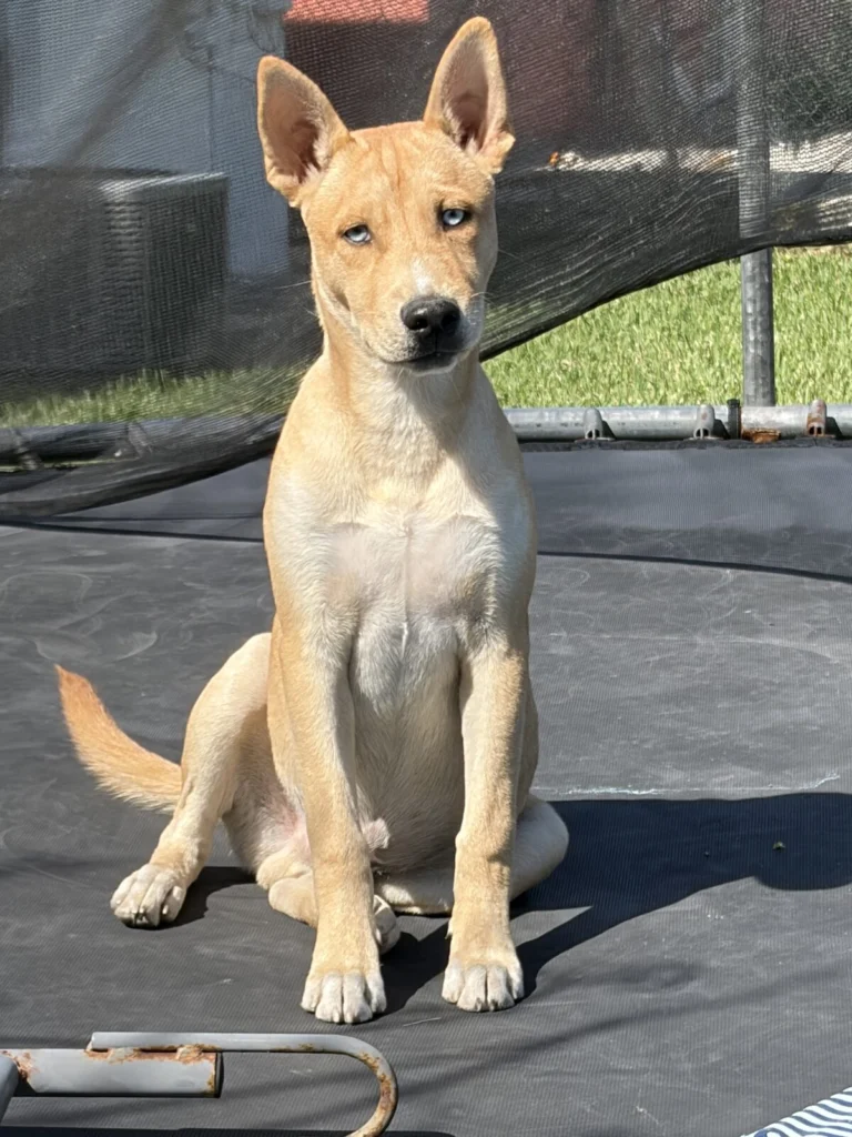 Apollo, lost dog, Mutt