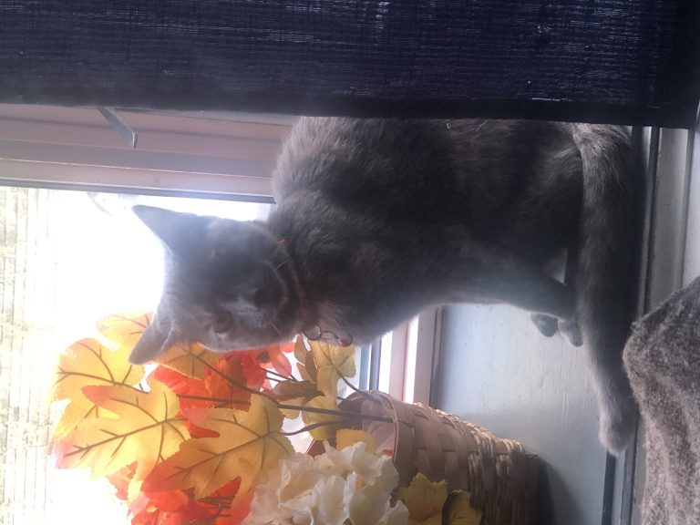 Velvet, lost cat, Domestic shorthair