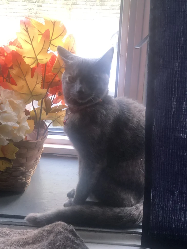 Velvet, lost cat, Domestic shorthair