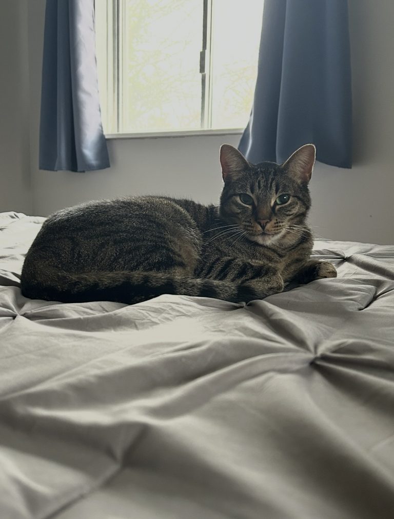 Snickers, lost cat, Tabby
