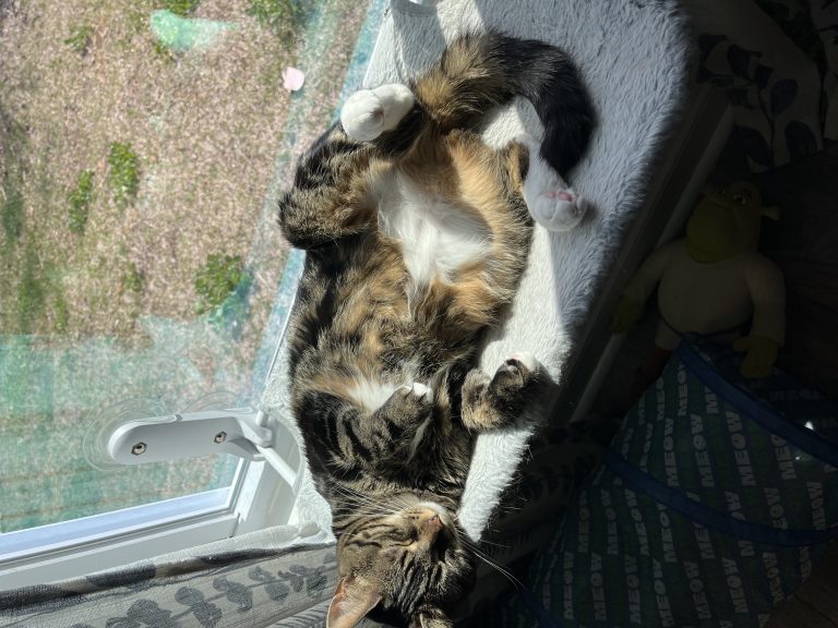 Butter, lost cat, Tabby cat