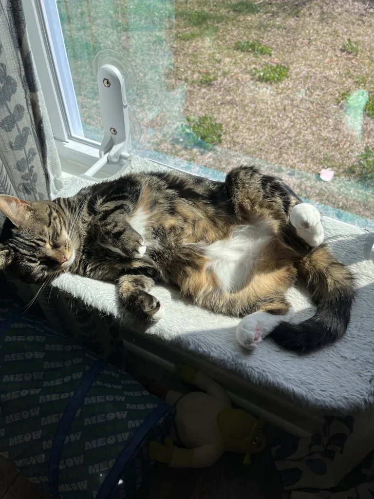 Butter, lost cat, Tabby cat