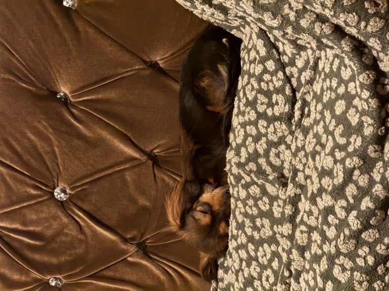 Precious, lost dog, Chihuahua, Dachshund mix