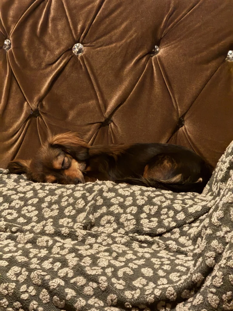 Precious, lost dog, Chihuahua, Dachshund mix