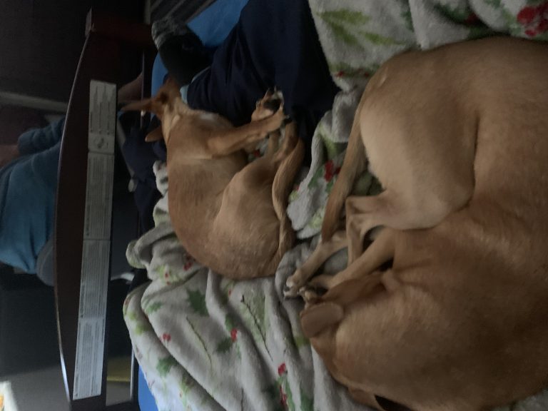 Coponce, lost dog, Jack Russell Chihuahua
