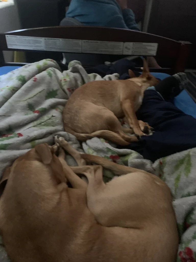 Coponce, lost dog, Jack Russell Chihuahua