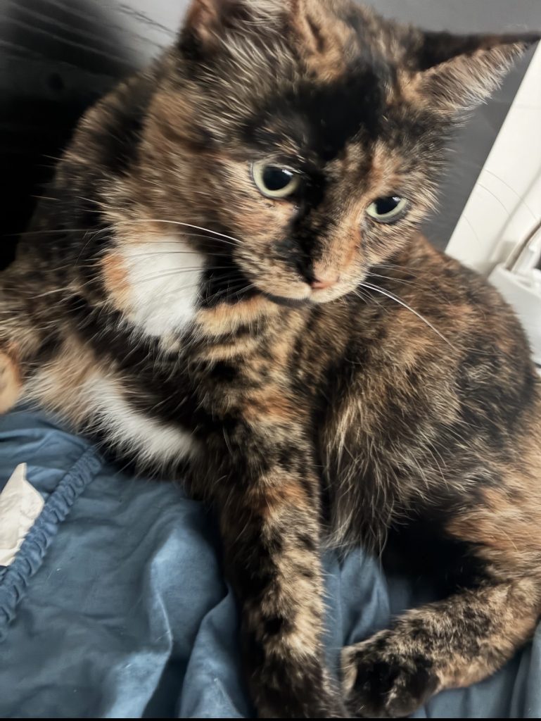 Mila, lost cat, Tortoishell