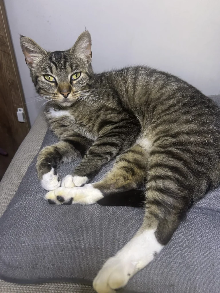 Not Sure, lost cat, Tabby