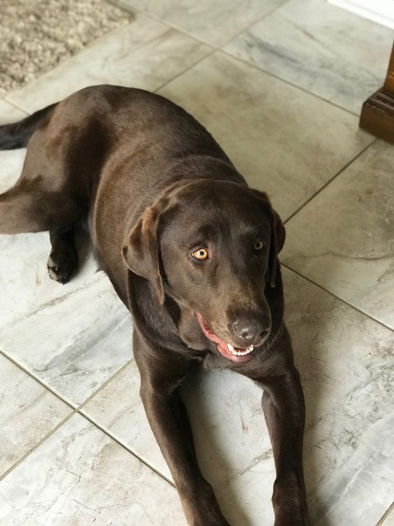 Mocha, lost dog, Chocolate Lab