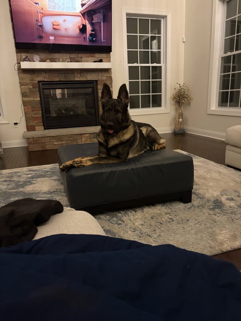 Rocky, lost dog, German shepherd