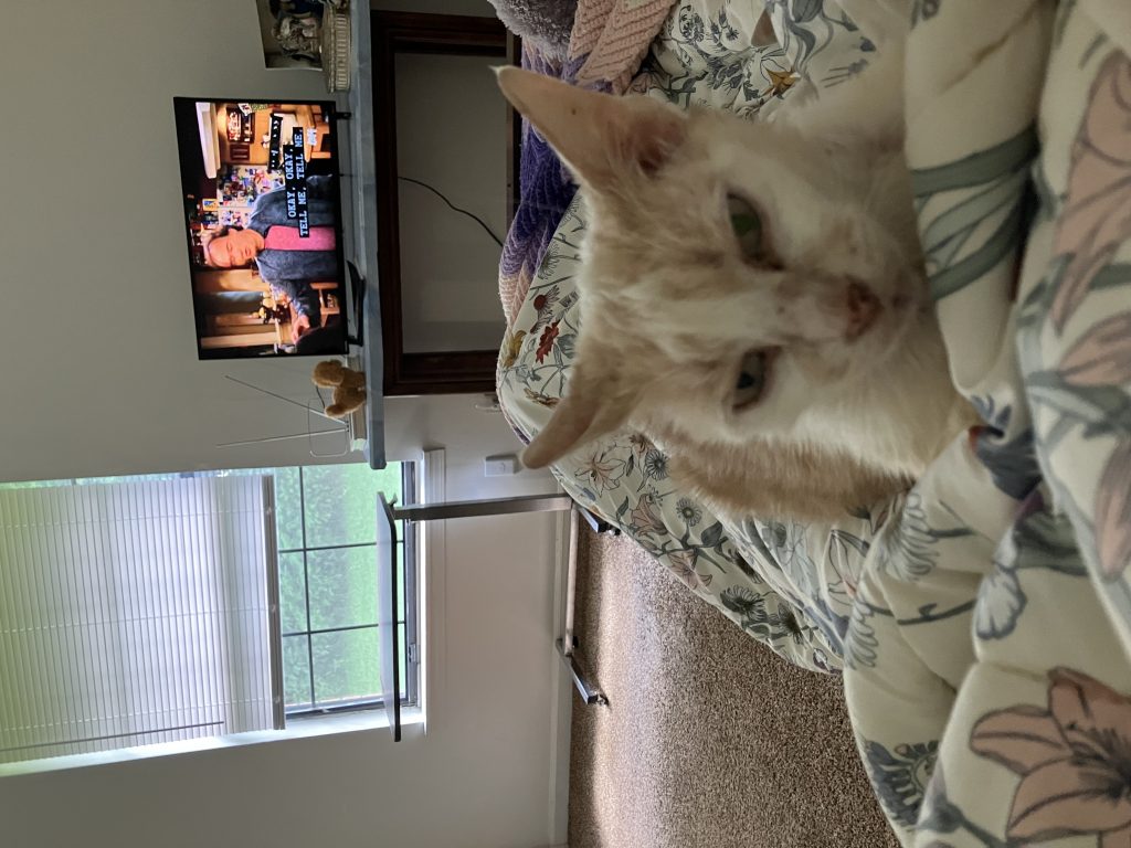 Whitey, lost cat, Shorthair