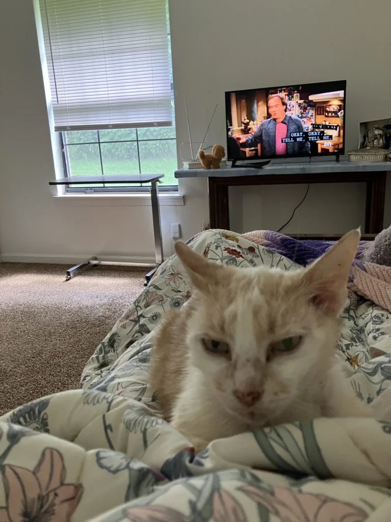 Whitey, lost cat, Shorthair