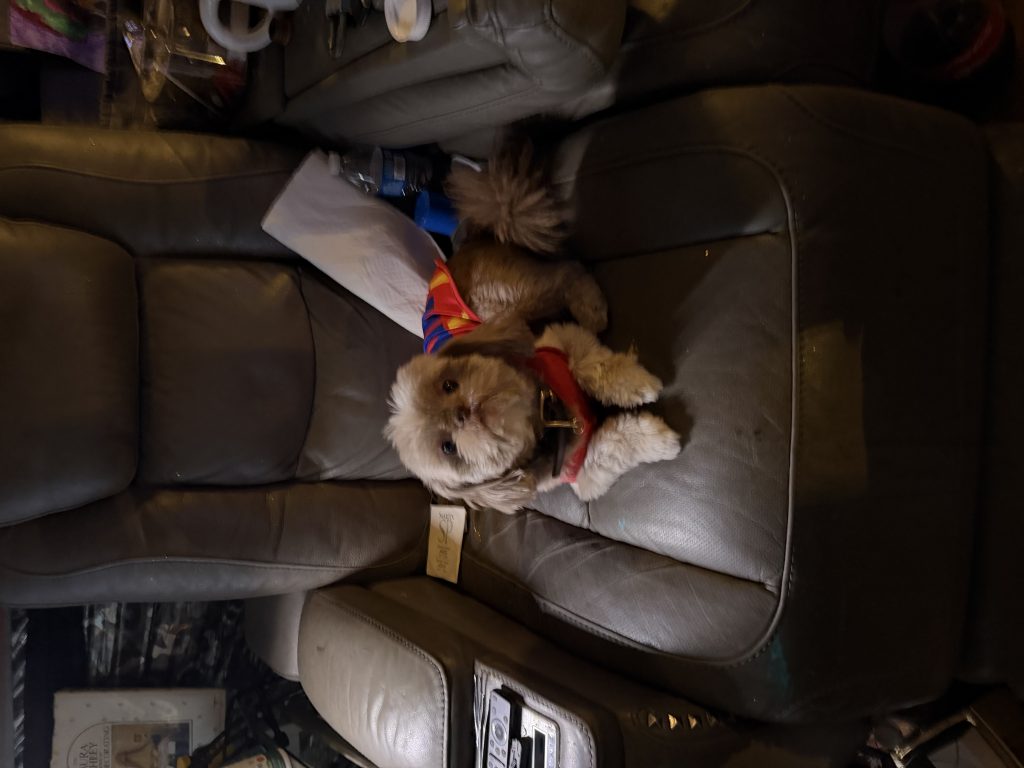 Poppop, lost dog, Shit zhu