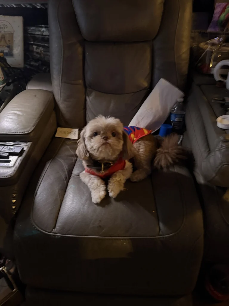 Poppop, lost dog, Shit zhu