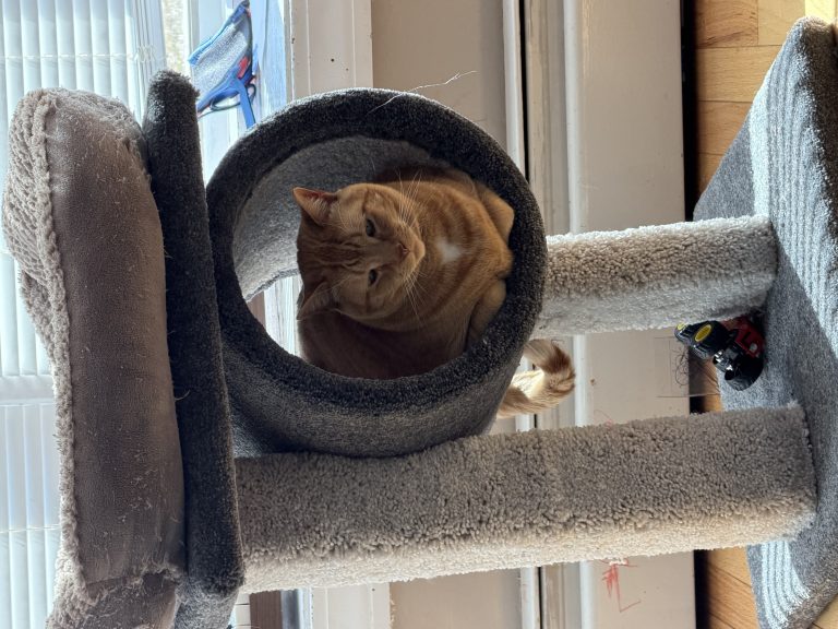 Sunny, lost cat, Domestic shorthair