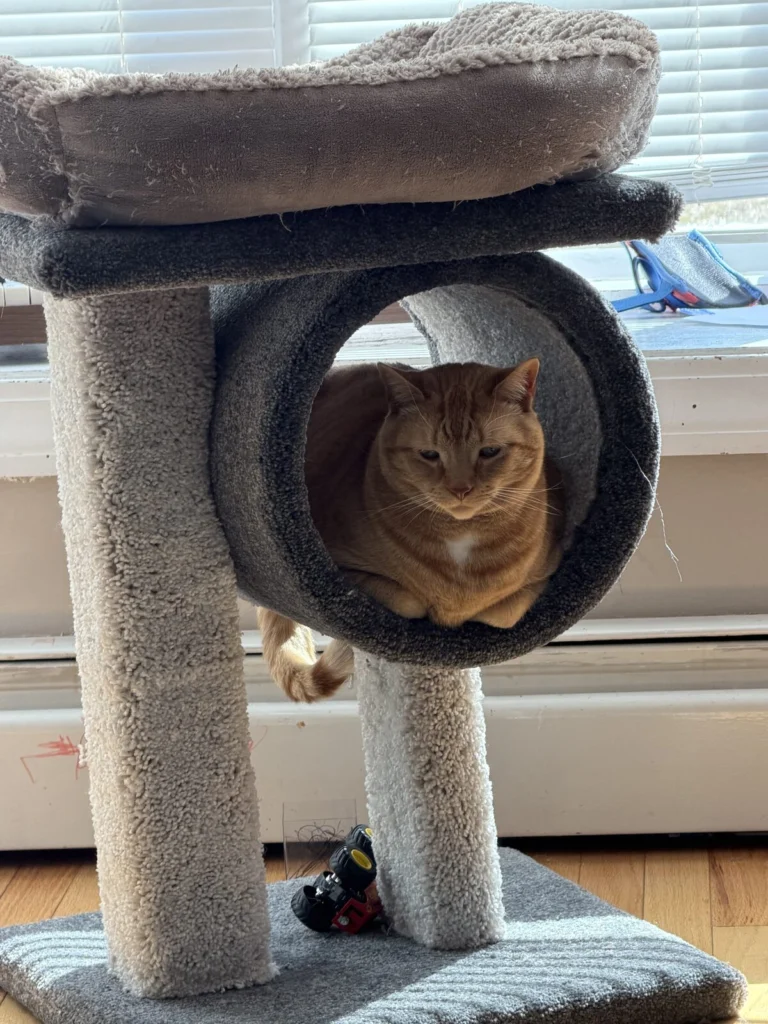 Sunny, lost cat, Domestic shorthair