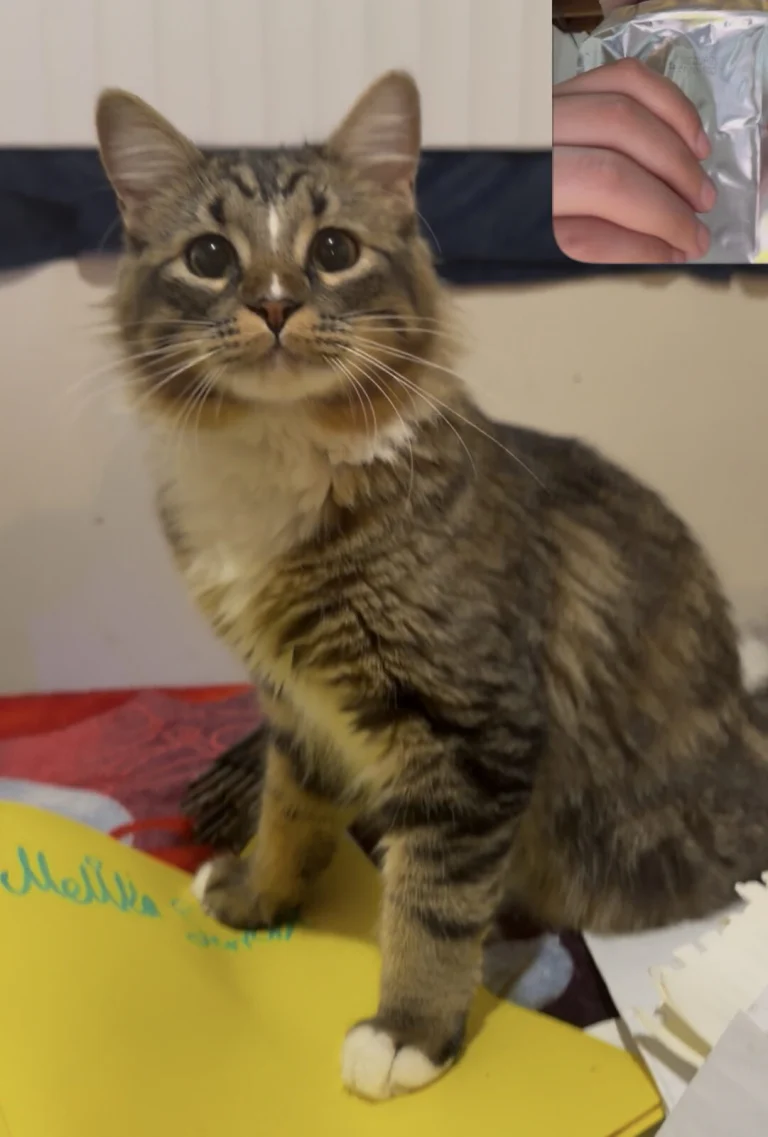 Fluffy, lost cat, Turquoise long hair