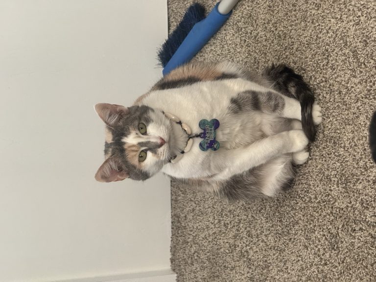 Tinkerbell, lost cat, Domestic shorthair