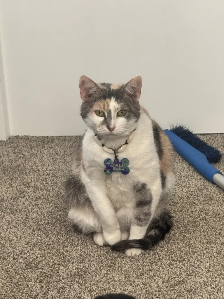 Tinkerbell, lost cat, Domestic shorthair