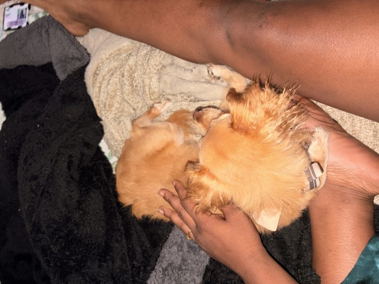 Fendi, lost dog, Mixed forgot