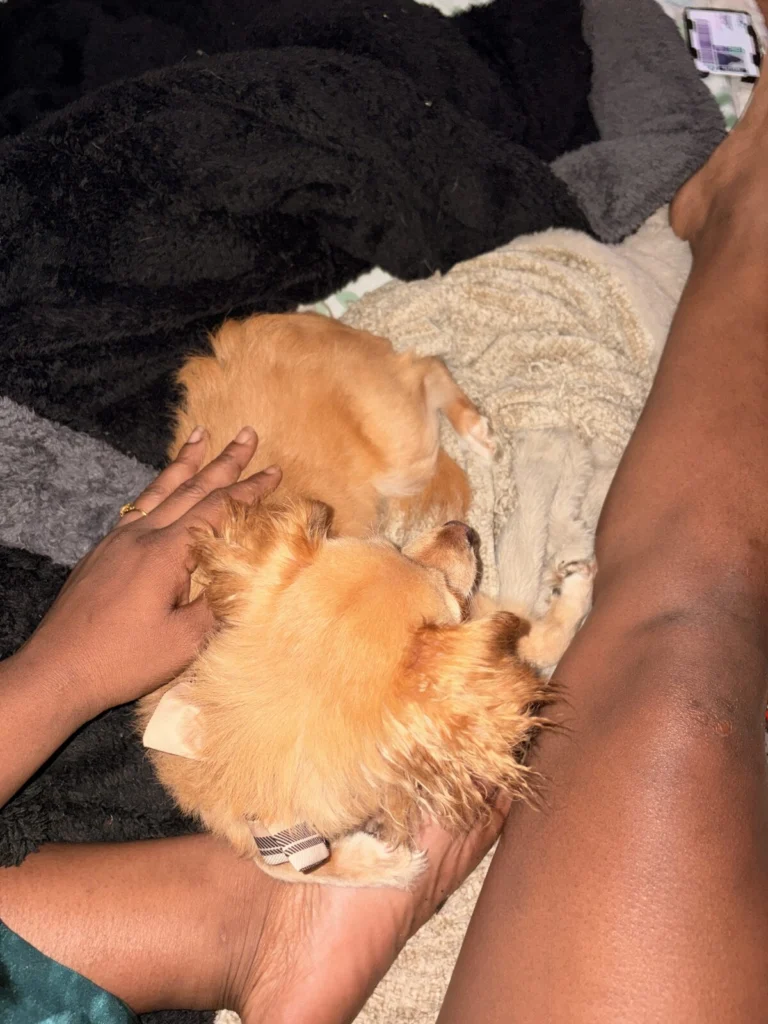 Fendi, lost dog, Mixed forgot