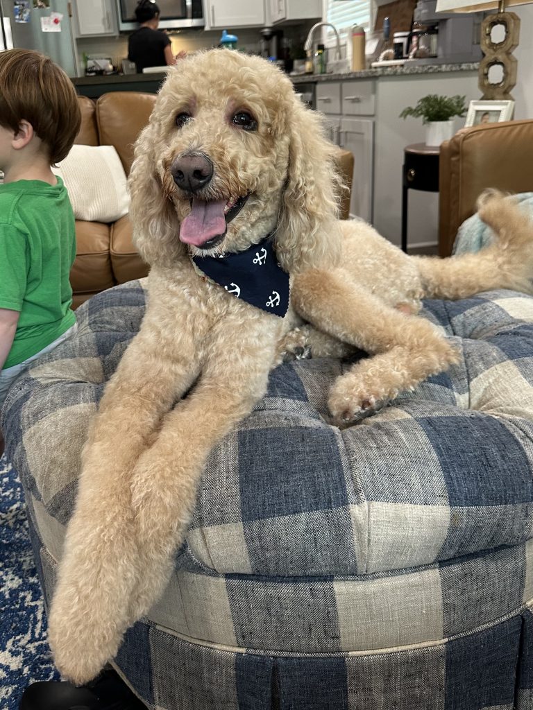 Nash, lost dog, Goldendoodle