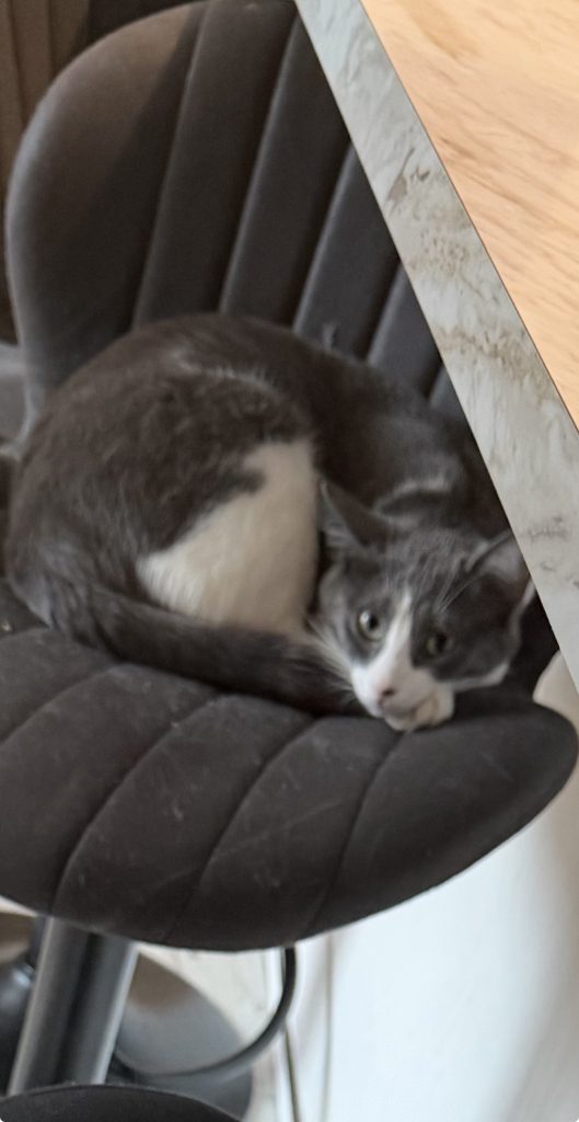 LuLu, lost cat, domestic shorthair