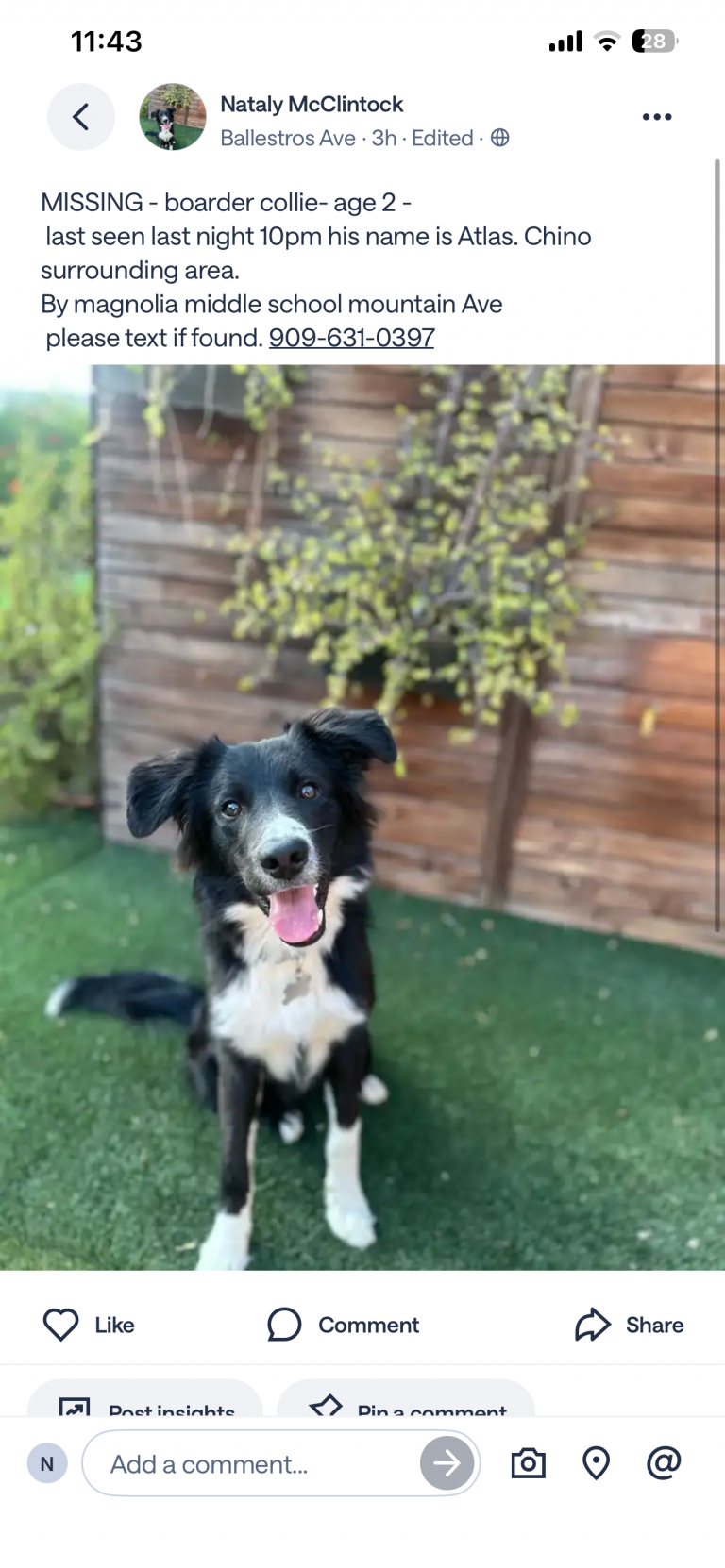 ATLAS, lost dog, Boarder collie