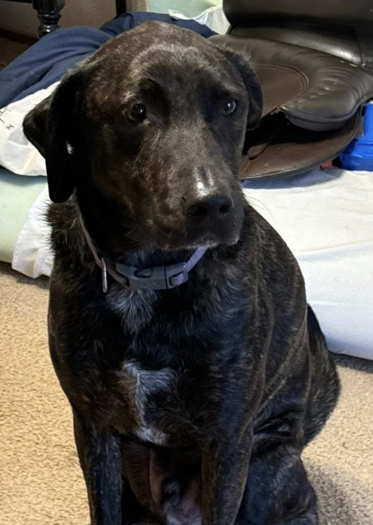 Hunter, lost dog, Mutt