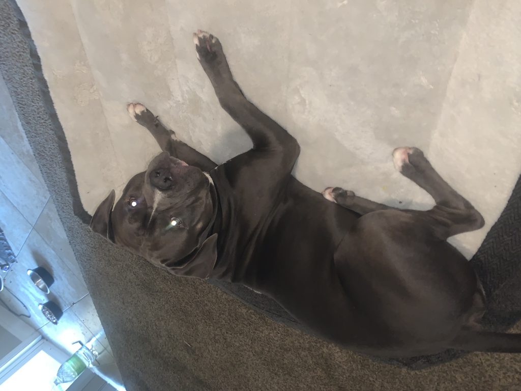 Junior, lost dog, Blunose bully