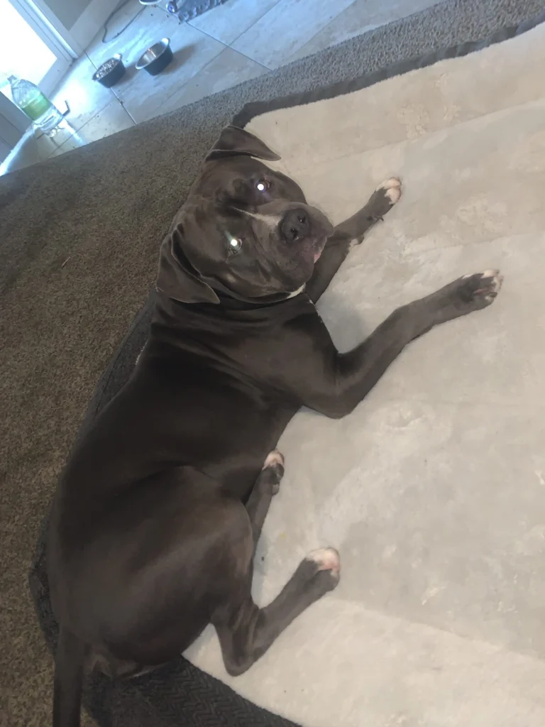 Junior, lost dog, Blunose bully