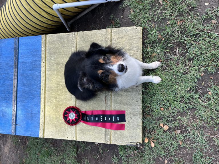 Chilli Bean, lost dog, Australian Shepherd