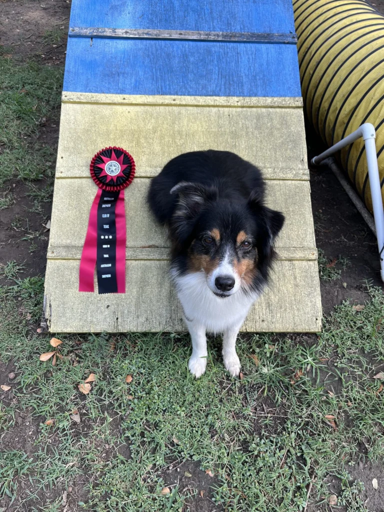 Chilli Bean, lost dog, Australian Shepherd