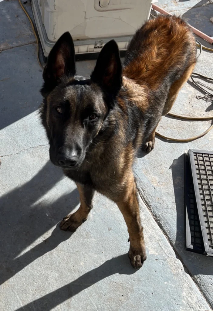 Helix, lost dog, Belgian Malinois