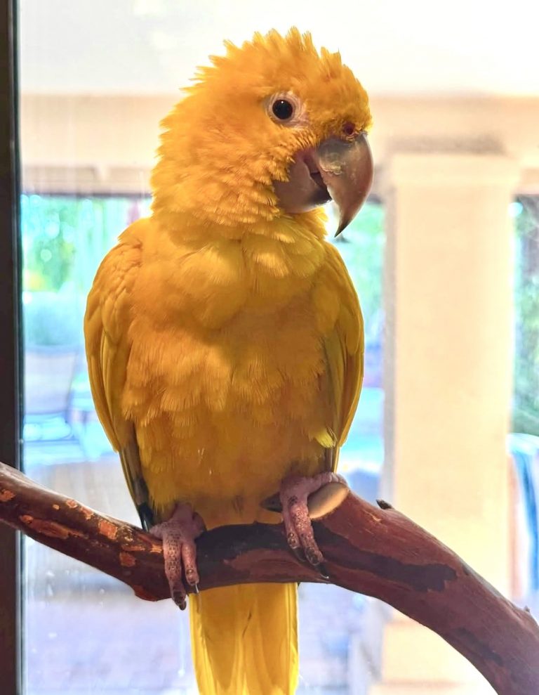Nacho, lost bird, Golden Conure