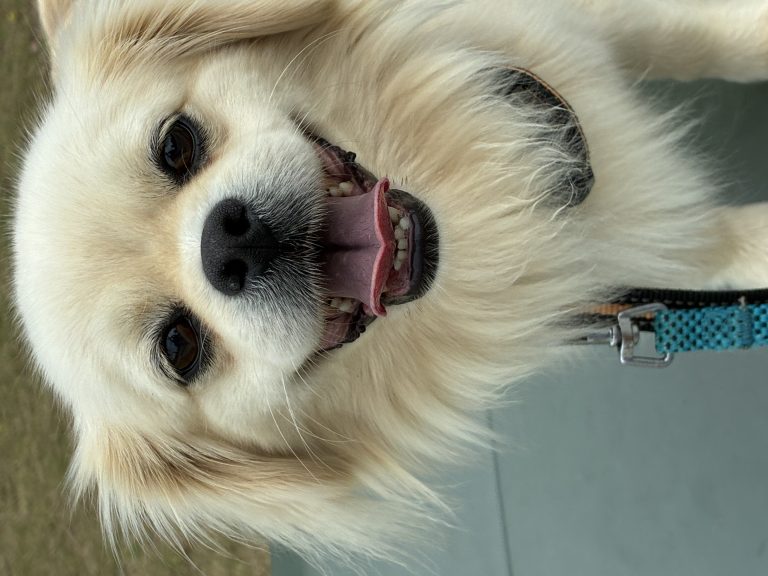 Key Low, lost dog, Pekingese