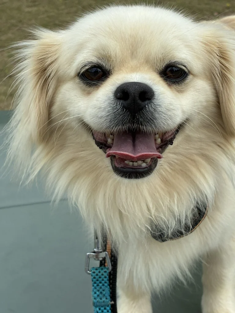 Key Low, lost dog, Pekingese