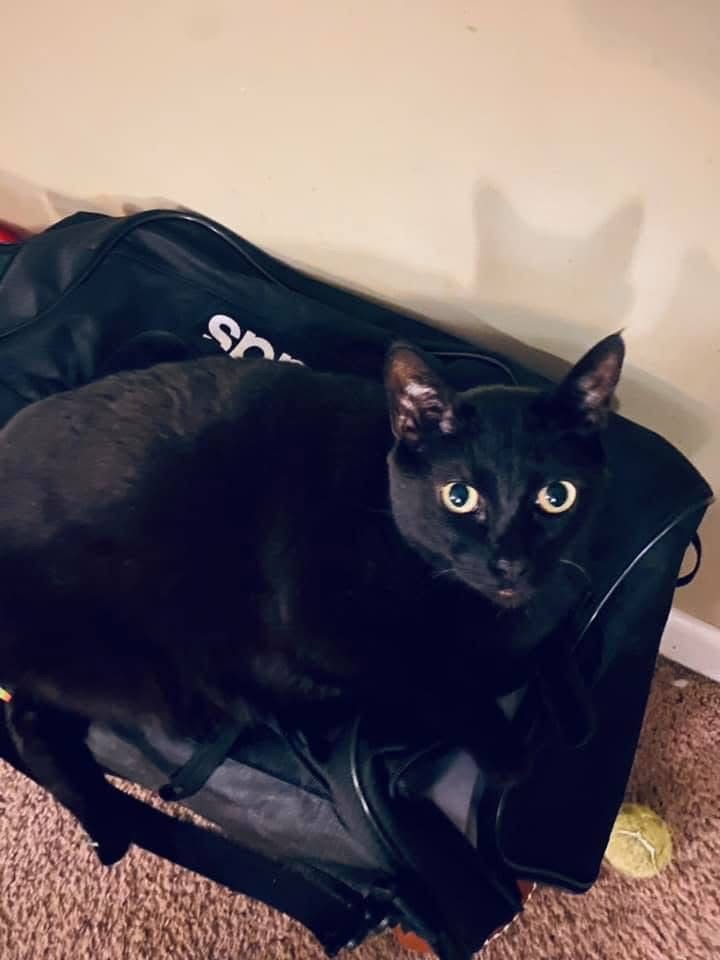 Bentley, lost cat, Short hair