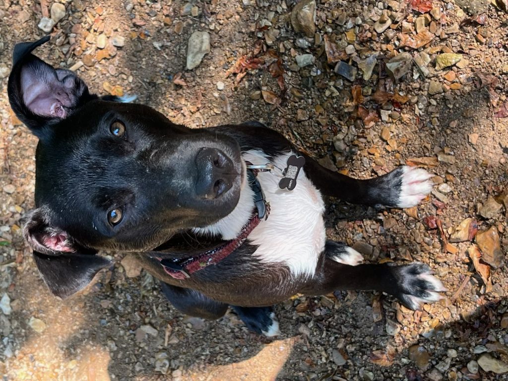 Loki, lost dog, Pit mix