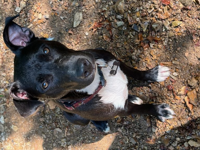 Loki, lost dog, Pit mix